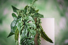 Tropical Leaves Silicone Mould
